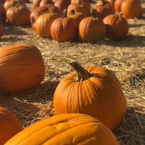 How To Add Pumpkin To Your Labrador Dog's Diet  