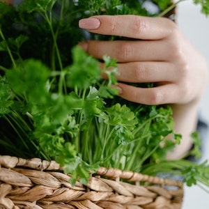 Is Cilantro Bad For Labrador Dogs