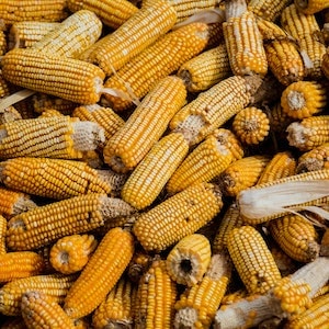 Is Corn Good For Labrador Dogs