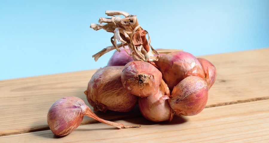 Is Eating Onions Safe for Labrador Dogs