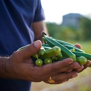 Is Okra Unhealthy For Labrador Dogs