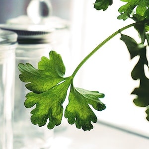 Is Parsley Good For Labrador Dogs