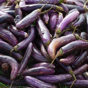 Labrador Dogs And Eggplant Parts