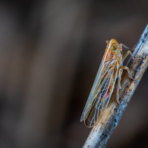 My Labrador dog Ate A Cicada. Will He Be Ok  