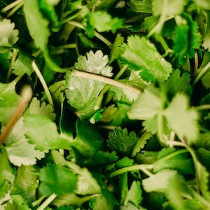 Puppies And Parsley 