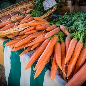 Raw Or Cooked Carrots - Which Is Better For Your Labrador dog