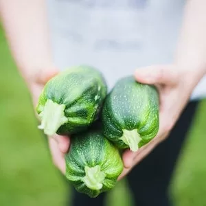 Risks Of Feeding Zucchini To Your Labrador dog 