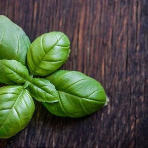 The Cons of Basil for Labrador dogs