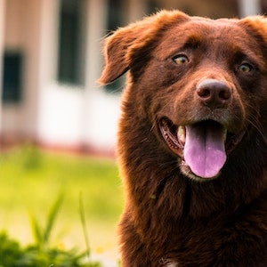 The Downside Of Labrador dogs Eating Jicama 