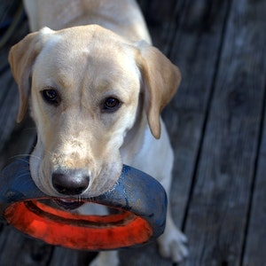 The Side-Effects Of Rotenone In Jicama On Labrador dogs