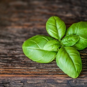 What Are The Side Effects Of Basil