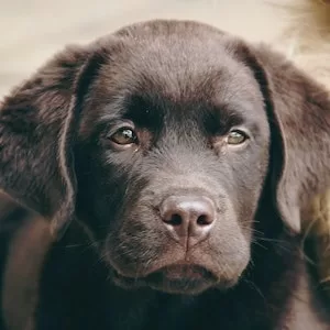 What If My Labrador dog Eats Raw Yam 