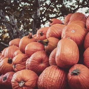 What Kind Of Pumpkin Should I Feed My Labrador dog 