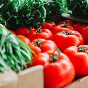 What Makes Some Tomatoes Poisonous For Labrador dogs 