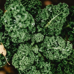 What The Experts Have To Say About Kale For Labrador Dogs