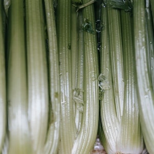 What Vegetables Can Labrador Dogs Eat Besides Celery 