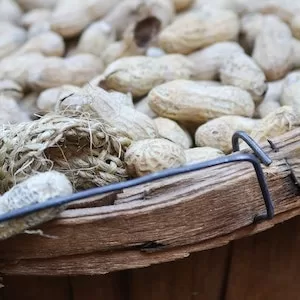 When Are Peanuts Bad For Labrador dogs 