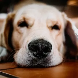 Why Are Labrador dogs Drawn To Cheez-Its 