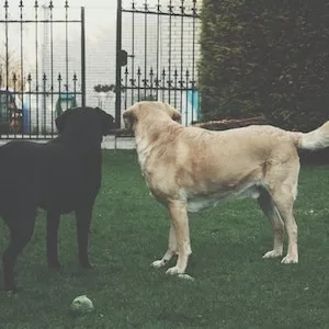 Will Cheetos Give My Labrador dog Diarrhea 