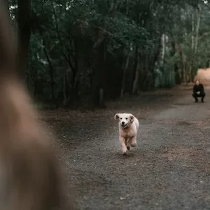 Will Cheez-Its Make My Labrador dog Sick 