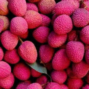 Are Lychee Seeds Poisonous For Labrador dogs 