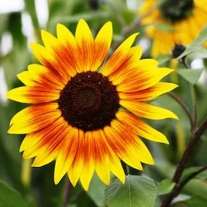 Are Sunflower Seeds Safe For Labrador dogs 