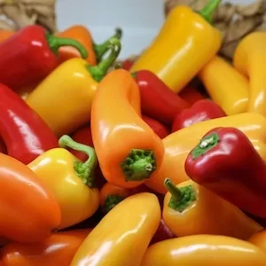 Benefits Of Feeding Bell Peppers To Labrador dogs