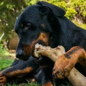 Benefits Of Nylabones For Labrador dogs 