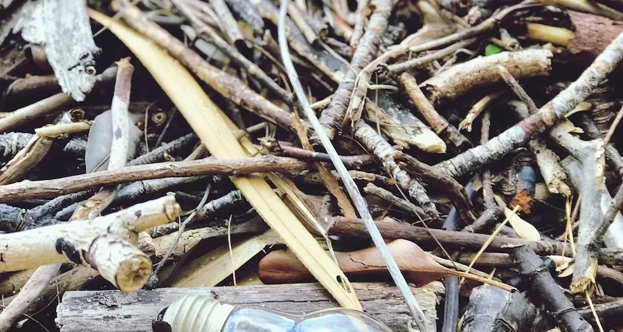 Can Labrador Dog Eat Sticks