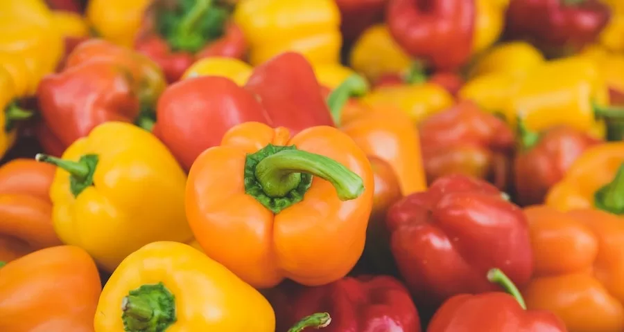 Can Labrador Dogs Eat Bell Peppers