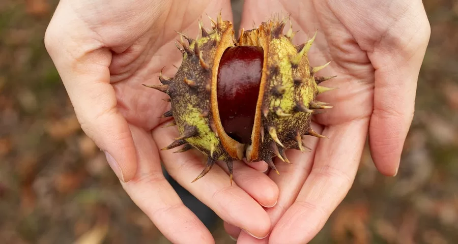 Can Labrador Dogs Eat Chestnut