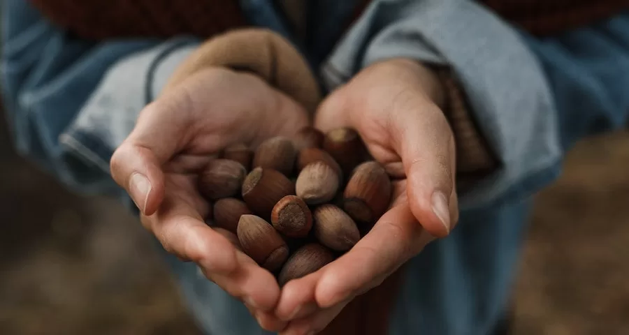 Can Labrador Dogs Eat Hazelnuts