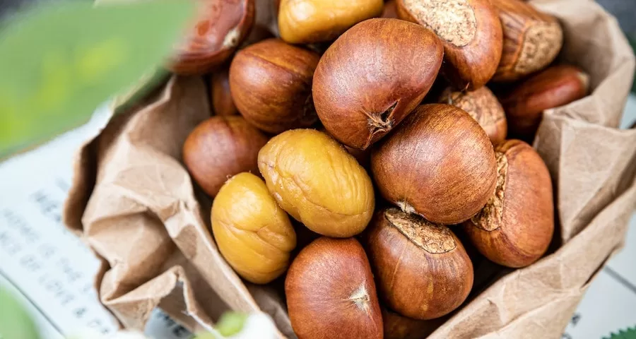 Can Labrador Dogs Eat Macadamia Nuts