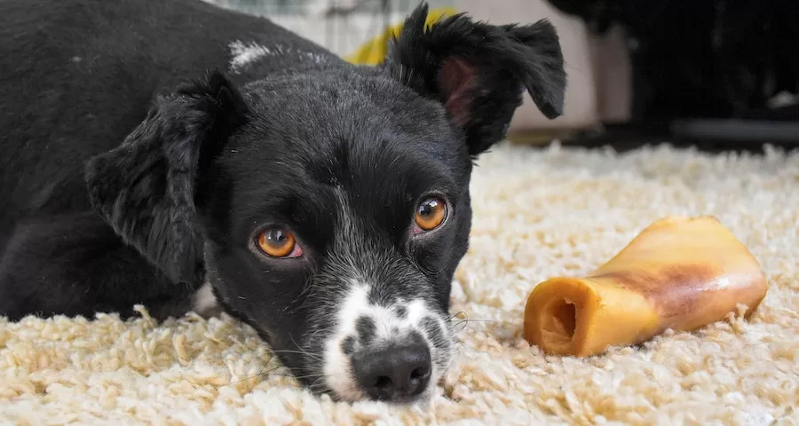 Can Labrador Dogs Eat Nylabone