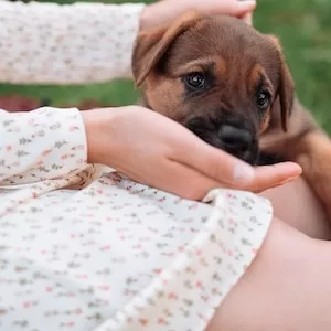 Can Labrador dogs Eat Corn Grits 