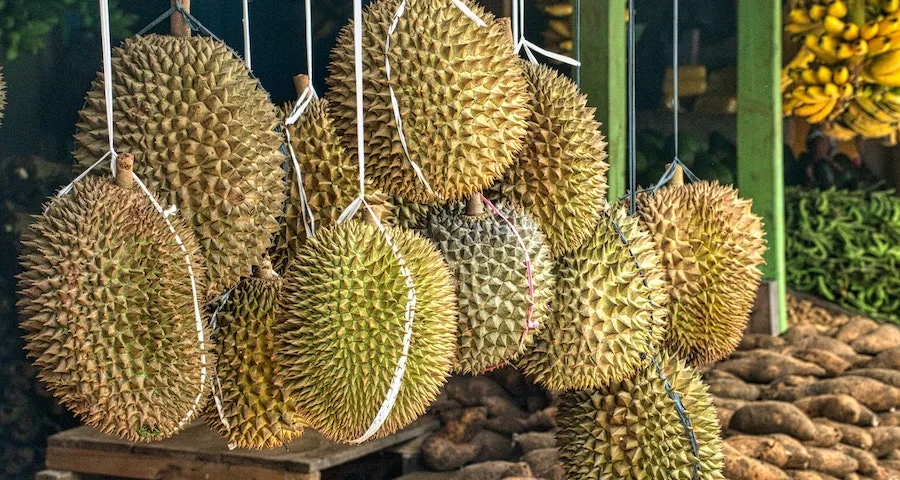 Can Labrador dogs Eat Durian 