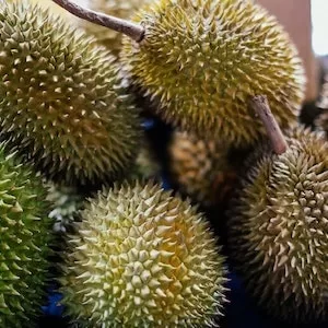 Can Labrador dogs Eat Durian Candy 