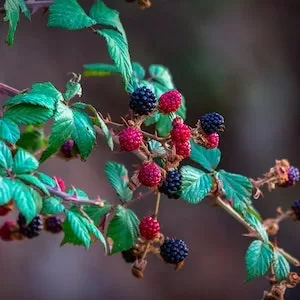 Can Labrador dogs Eat Grapes And Raisins 