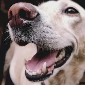 Can Labrador dogs Eat Grits And Butter 