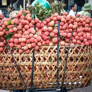 Can Labrador dogs Eat Lychee Pits 