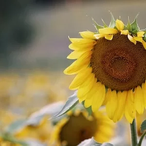 Can Labrador dogs Eat Salted Sunflower Seeds 