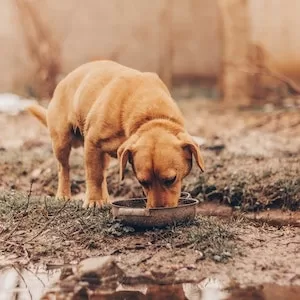 Can Labrador dogs Eat Yellow Grits 