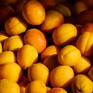 Health Benefits Of Apricots For Labrador dogs 