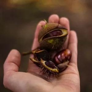 How To Feed Chestnuts To Labrador dogs 