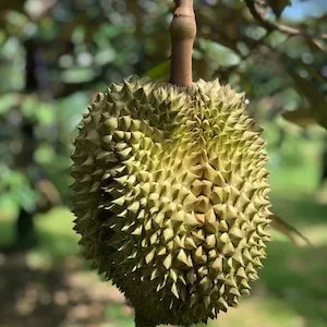 Is Durian Safe For Labrador dogs 