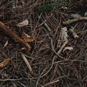 Is It Okay for Labrador dogs To Chew On Sticks 