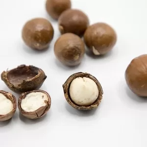 Macadamia Nuts Poisoning In Labrador dogs 