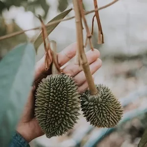 Should I Feed My Labrador dog, Durian 