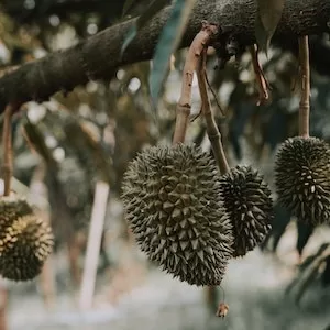 Training Your Labrador dog To Eat Durian Fruit The Right Way 