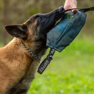 What Are The Dangers Of A Labrador dog Eating Nylabones 